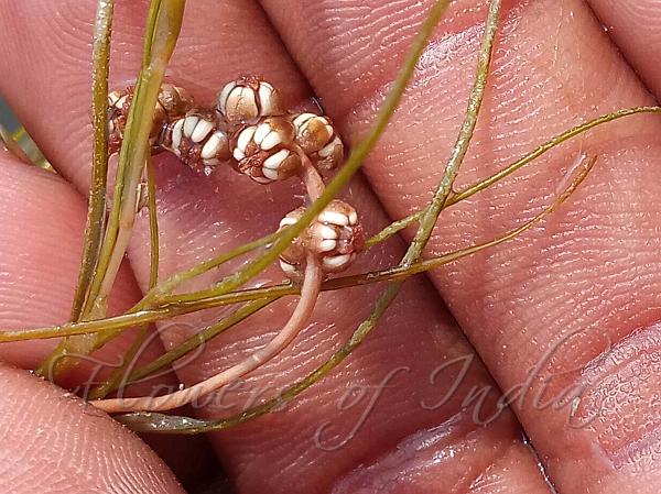 Fennel Pondweed